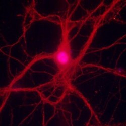 LRRTM2 Antibody - BSA Free, Novus Biologicals 0.025 mg, Unlabeled:Antibodies,